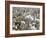 Close-up of Cotton Plants in a Field, Wellington, Texas, USA-null-Framed Photographic Print