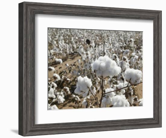 Close-up of Cotton Plants in a Field, Wellington, Texas, USA-null-Framed Photographic Print