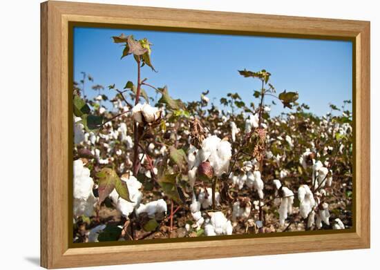 Close up of Cotton Plants-Lamarinx-Framed Premier Image Canvas