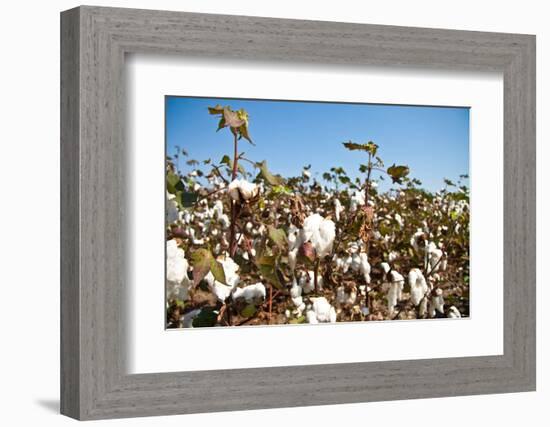 Close up of Cotton Plants-Lamarinx-Framed Photographic Print