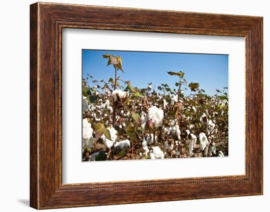 Close up of Cotton Plants-Lamarinx-Framed Photographic Print