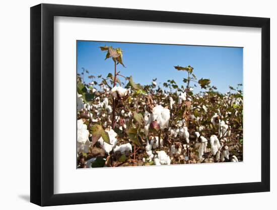 Close up of Cotton Plants-Lamarinx-Framed Photographic Print