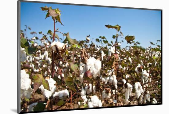 Close up of Cotton Plants-Lamarinx-Mounted Photographic Print