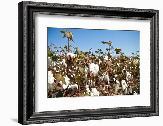 Close up of Cotton Plants-Lamarinx-Framed Photographic Print