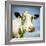 Close Up of Cow's Face-Mark Gemmell-Framed Photographic Print