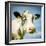 Close Up of Cow's Face-Mark Gemmell-Framed Photographic Print