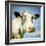 Close Up of Cow's Face-Mark Gemmell-Framed Photographic Print