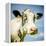 Close Up of Cow's Face-Mark Gemmell-Framed Premier Image Canvas