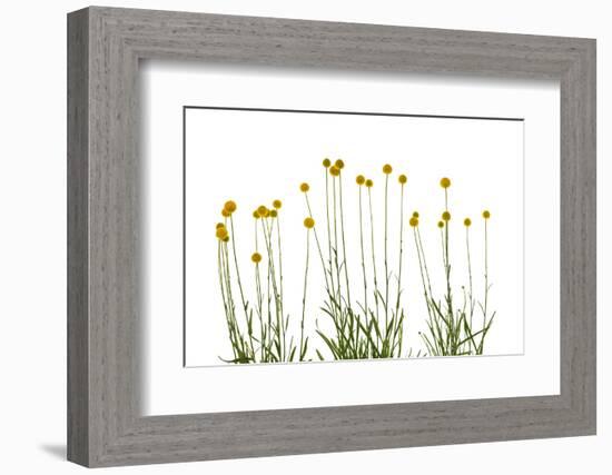 Close-up of Craspedia flowers-Panoramic Images-Framed Photographic Print