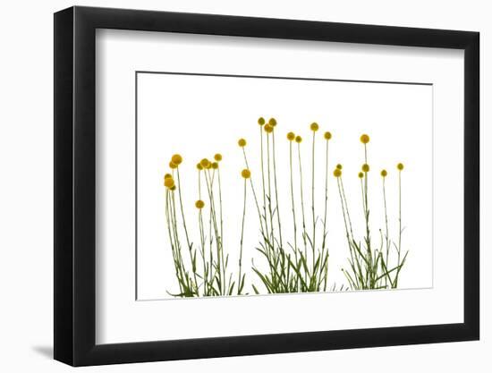 Close-up of Craspedia flowers-Panoramic Images-Framed Photographic Print