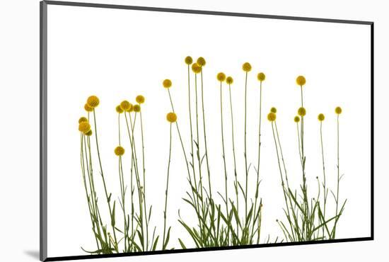 Close-up of Craspedia flowers-Panoramic Images-Mounted Photographic Print