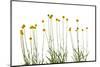 Close-up of Craspedia flowers-Panoramic Images-Mounted Photographic Print
