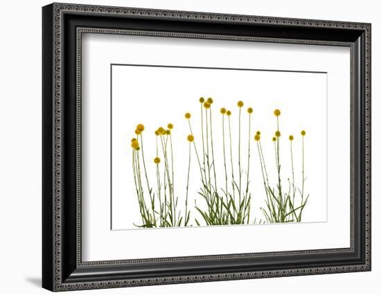Close-up of Craspedia flowers-Panoramic Images-Framed Photographic Print