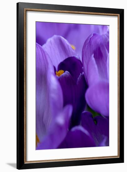 Close Up of Crocus-Richard Bryant-Framed Photographic Print