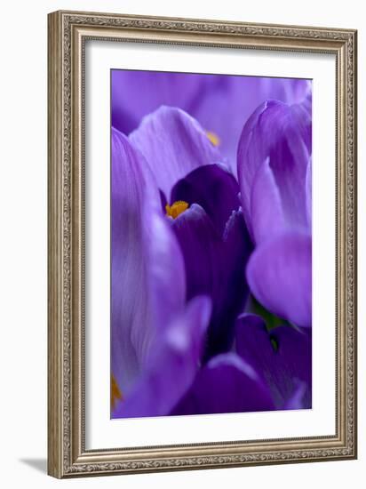 Close Up of Crocus-Richard Bryant-Framed Photographic Print