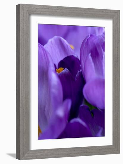 Close Up of Crocus-Richard Bryant-Framed Photographic Print