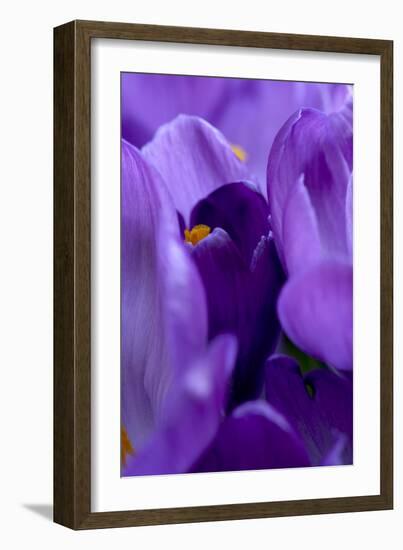 Close Up of Crocus-Richard Bryant-Framed Photographic Print