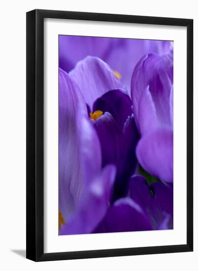 Close Up of Crocus-Richard Bryant-Framed Photographic Print