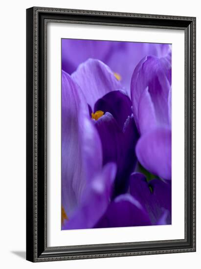 Close Up of Crocus-Richard Bryant-Framed Photographic Print