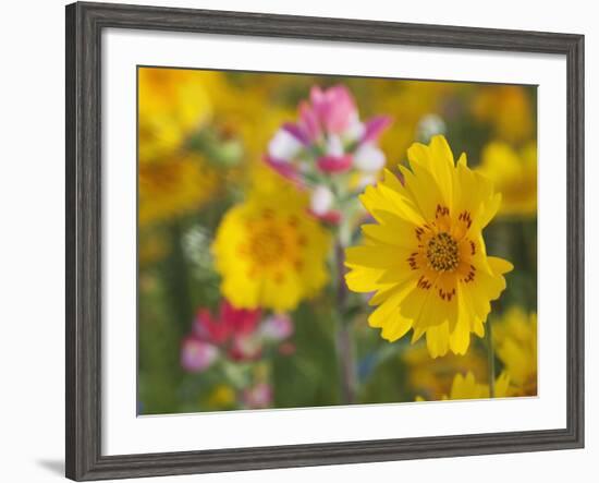 Close-Up of Crown Tickseed, Texas, Usa-Julie Eggers-Framed Photographic Print