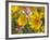 Close-Up of Crown Tickseed, Texas, Usa-Julie Eggers-Framed Photographic Print