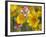 Close-Up of Crown Tickseed, Texas, Usa-Julie Eggers-Framed Photographic Print