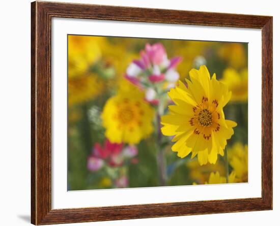 Close-Up of Crown Tickseed, Texas, Usa-Julie Eggers-Framed Photographic Print