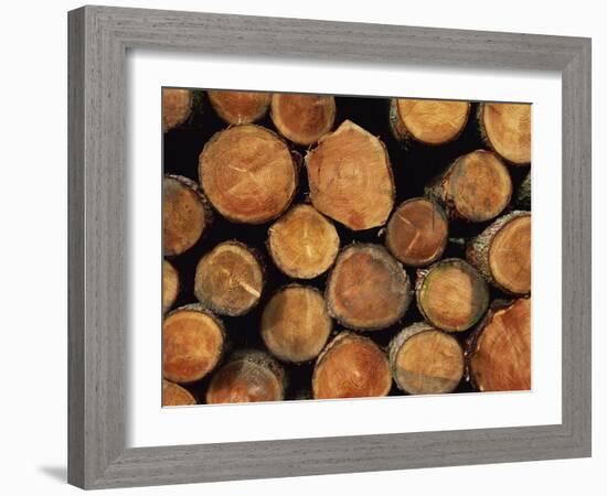 Close-Up of Cut Logs in a Timber Pile, Hassness Wood, Lake District, Cumbria, England, UK-Neale Clarke-Framed Photographic Print