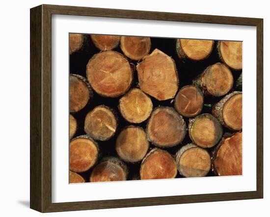 Close-Up of Cut Logs in a Timber Pile, Hassness Wood, Lake District, Cumbria, England, UK-Neale Clarke-Framed Photographic Print