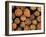 Close-Up of Cut Logs in a Timber Pile, Hassness Wood, Lake District, Cumbria, England, UK-Neale Clarke-Framed Photographic Print