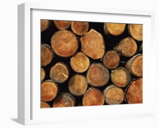 Close-Up of Cut Logs in a Timber Pile, Hassness Wood, Lake District, Cumbria, England, UK-Neale Clarke-Framed Photographic Print