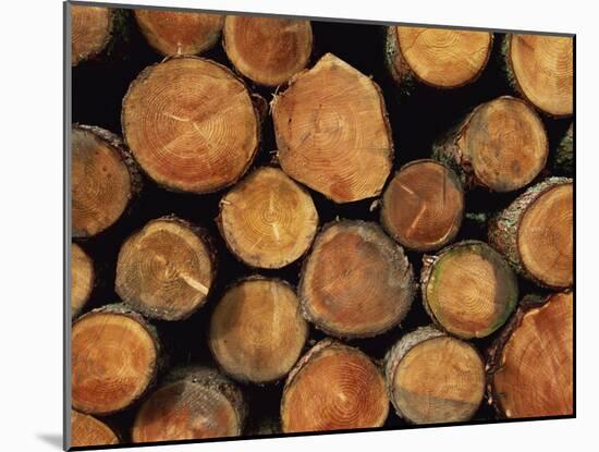 Close-Up of Cut Logs in a Timber Pile, Hassness Wood, Lake District, Cumbria, England, UK-Neale Clarke-Mounted Photographic Print