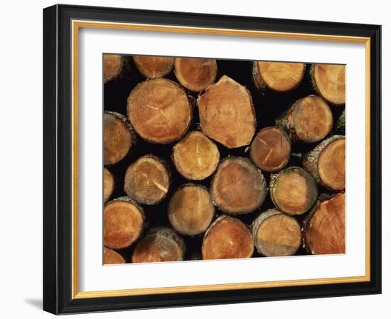 Close-Up of Cut Logs in a Timber Pile, Hassness Wood, Lake District, Cumbria, England, UK-Neale Clarke-Framed Photographic Print