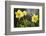 Close-up of daffodils, Hope, Knox County, Maine, USA-Panoramic Images-Framed Photographic Print