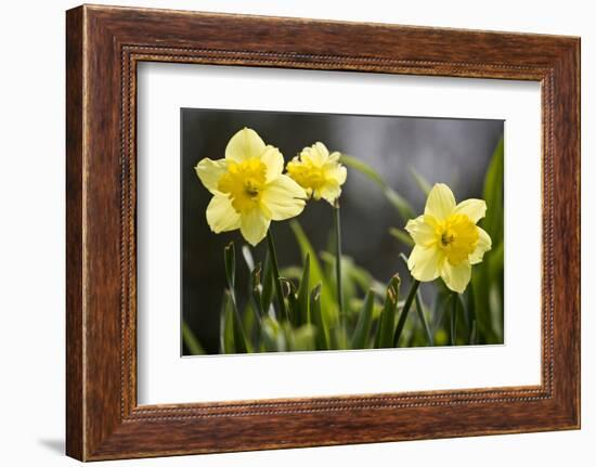 Close-up of daffodils, Hope, Knox County, Maine, USA-Panoramic Images-Framed Photographic Print