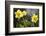 Close-up of daffodils, Hope, Knox County, Maine, USA-Panoramic Images-Framed Photographic Print