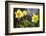 Close-up of daffodils, Hope, Knox County, Maine, USA-Panoramic Images-Framed Photographic Print