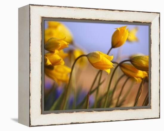 Close-up of daffodils-Craig Tuttle-Framed Premier Image Canvas