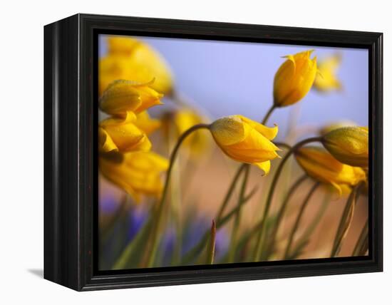 Close-up of daffodils-Craig Tuttle-Framed Premier Image Canvas