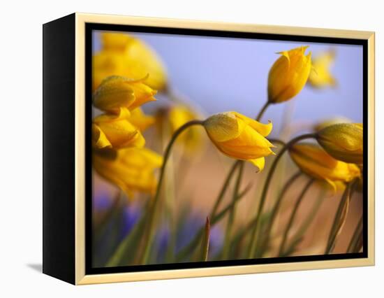 Close-up of daffodils-Craig Tuttle-Framed Premier Image Canvas