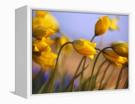 Close-up of daffodils-Craig Tuttle-Framed Premier Image Canvas