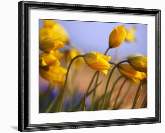 Close-up of daffodils-Craig Tuttle-Framed Photographic Print