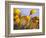 Close-up of daffodils-Craig Tuttle-Framed Photographic Print