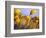 Close-up of daffodils-Craig Tuttle-Framed Photographic Print