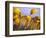 Close-up of daffodils-Craig Tuttle-Framed Photographic Print