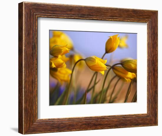 Close-up of daffodils-Craig Tuttle-Framed Photographic Print