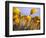 Close-up of daffodils-Craig Tuttle-Framed Photographic Print