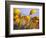 Close-up of daffodils-Craig Tuttle-Framed Photographic Print