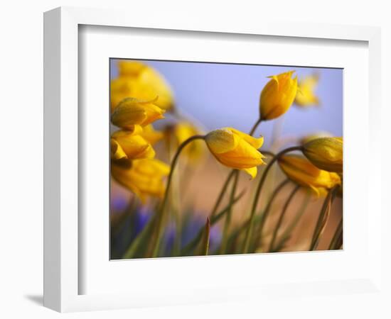 Close-up of daffodils-Craig Tuttle-Framed Photographic Print