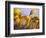 Close-up of daffodils-Craig Tuttle-Framed Photographic Print